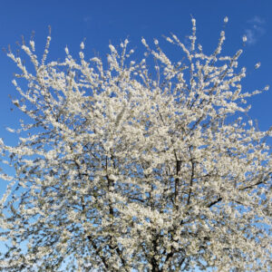 Exuberant cherry blossoms explode against a blue sky.