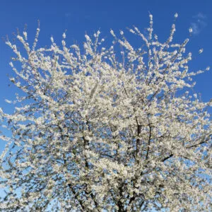 Exuberant cherry blossoms explode against a blue sky.
