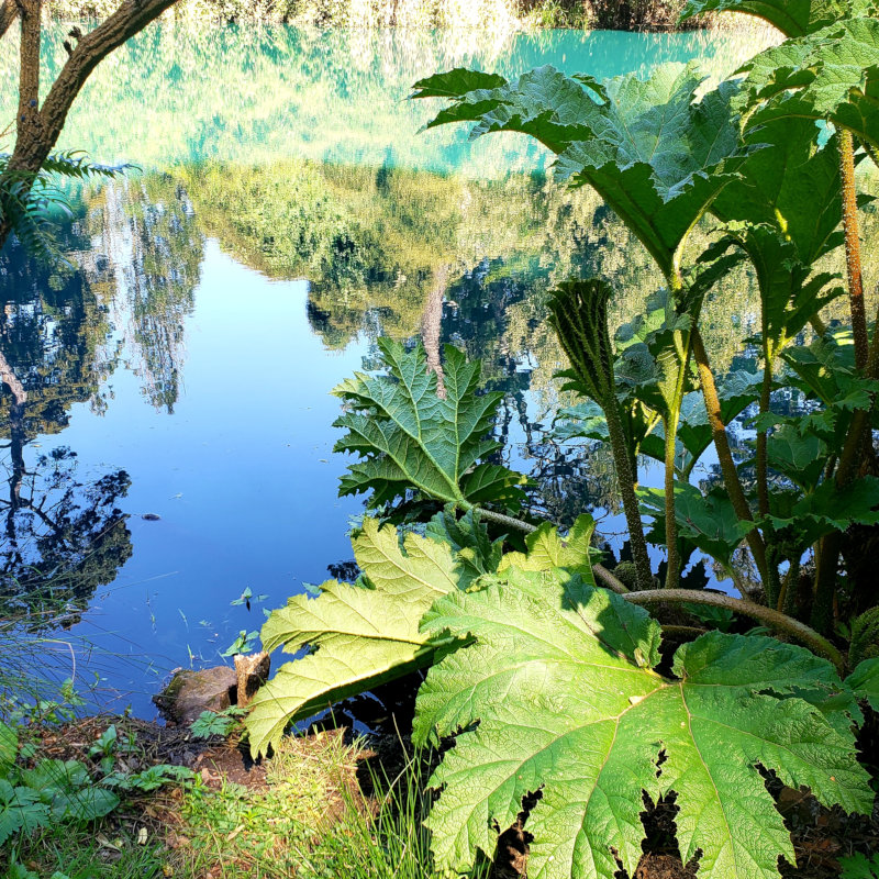 Reflections of lush plants in a contemplative pool.