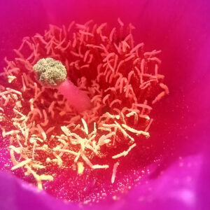 The opening of a vibrant pink flower.