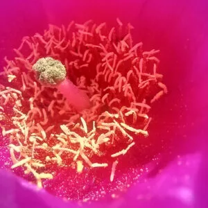 The opening of a vibrant pink flower.